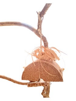 Pluta lu' Ronțăilă